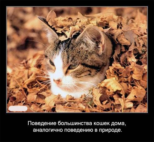 Интересные факты о кошках в картинках Интересные факты о кошках в картинках