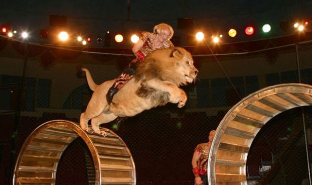 Некоторые феномены из книги рекордов Гиннеса. Некоторые феномены из книги рекордов Гиннеса.