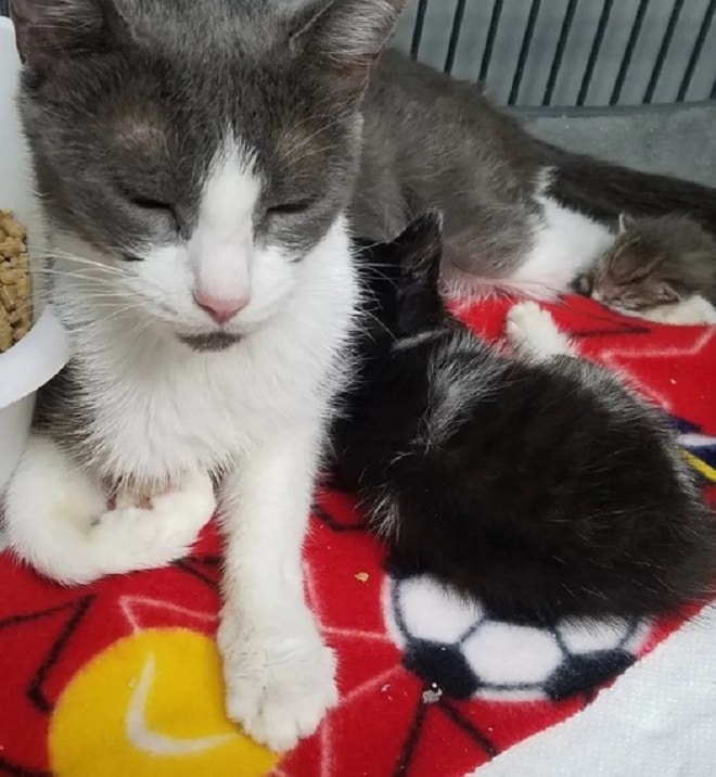 Кошка и приемные котята Кошка кормит котят