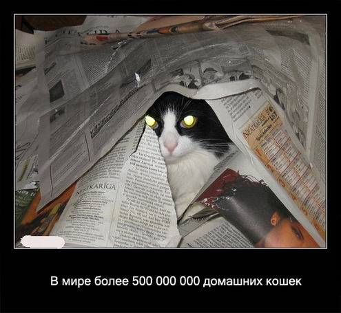 Интересные факты о кошках в картинках Интересные факты о кошках в картинках