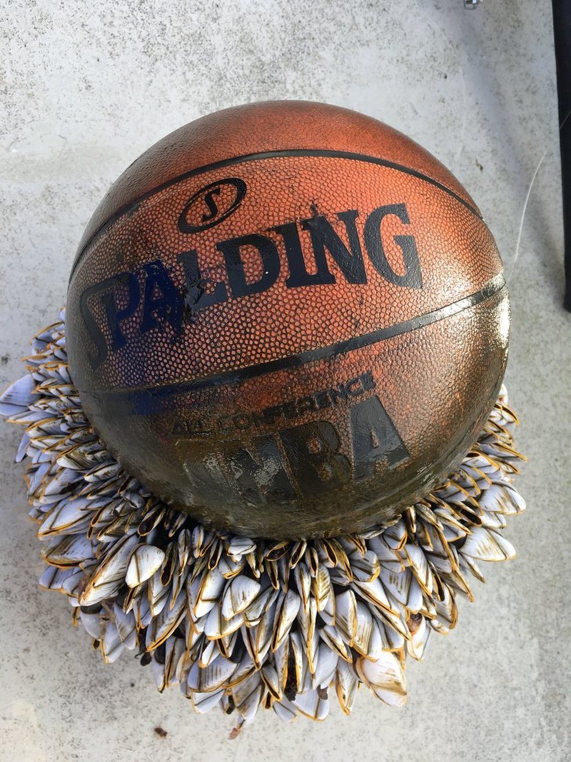 English skipper Annie Gilbert found a basketball that had been out to sea for quite a while.