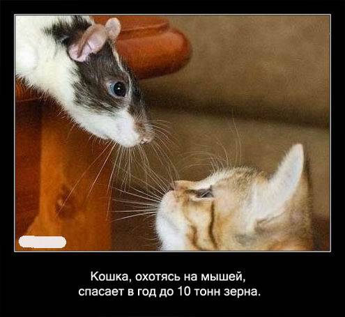 Интересные факты о кошках в картинках Интересные факты о кошках в картинках
