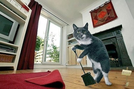 Идеальный котЭ