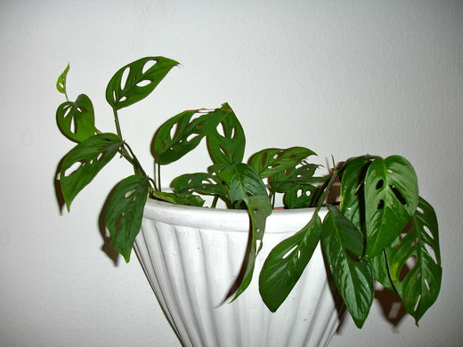 Монстера (Monstera)