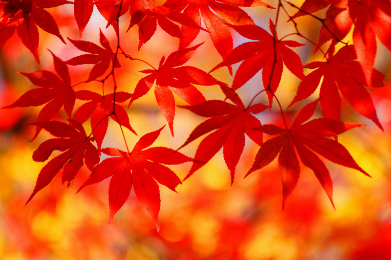 Очей очарованье