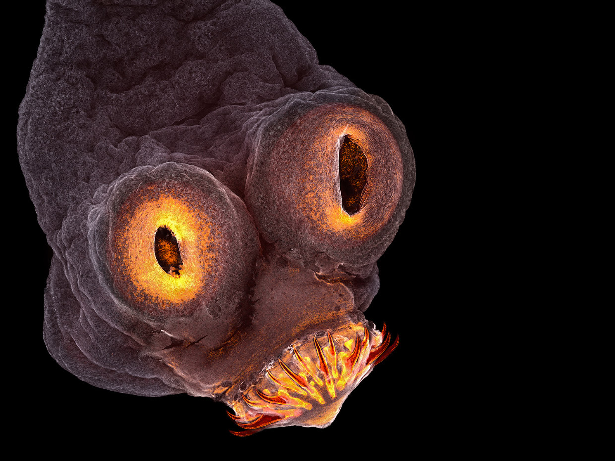 Победители конкурса микрофотографии Nikon Small World 2017 Победители конкурса микрофотографии Nikon Small World 2017