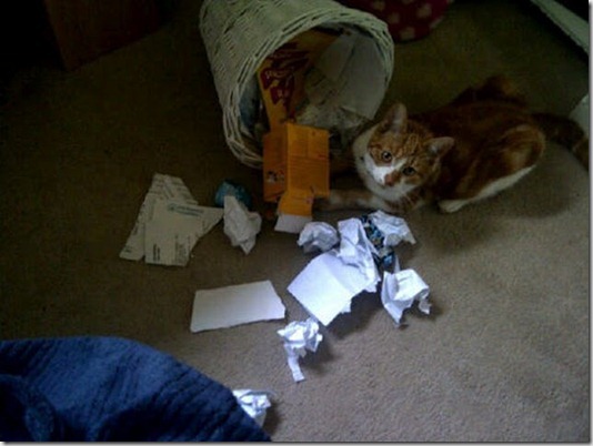 funny-cats-dogs-destroy-house-024