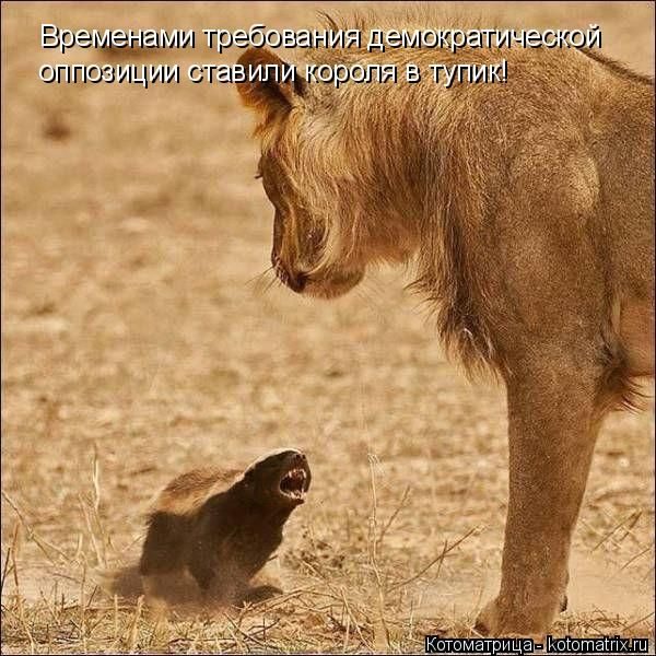 Лучшие котоматрицы за прошедшую неделю)) Лучшие котоматрицы за прошедшую неделю))
