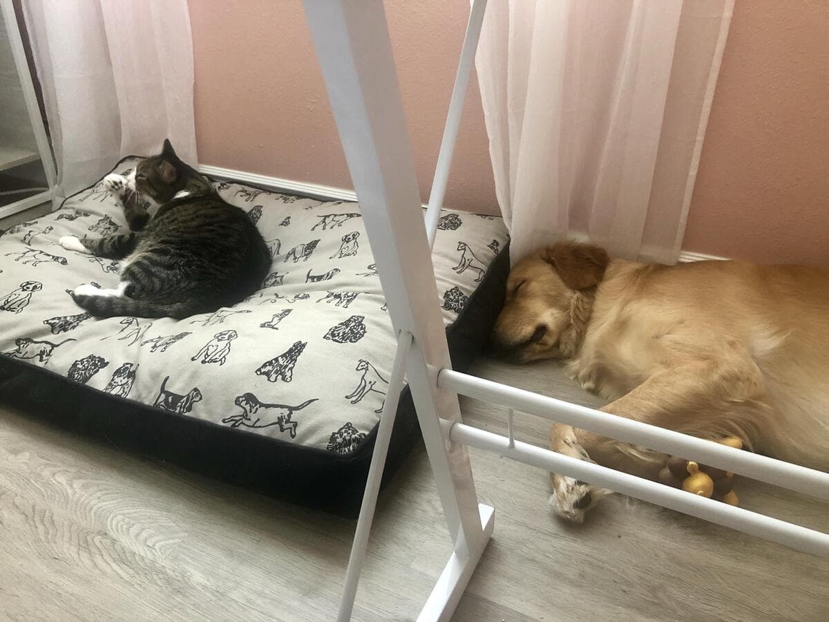 наглые коты собака и котенок