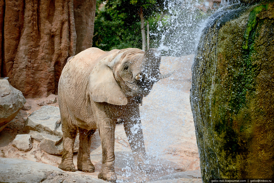 . Bioparc Valencia () 1300