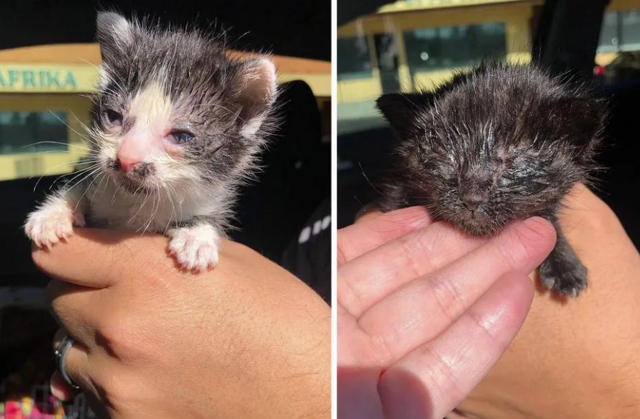 помощь котятам больные котята