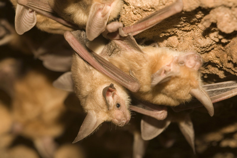 Pallid bats are known for attacking their prey on the ground.