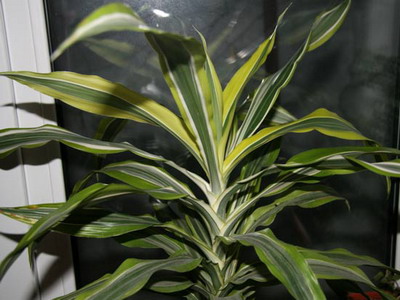 Драцена душистая (Dracaena Fragrans): уход и размножение Драцена душистая (Dracaena Fragrans): уход и размножение
