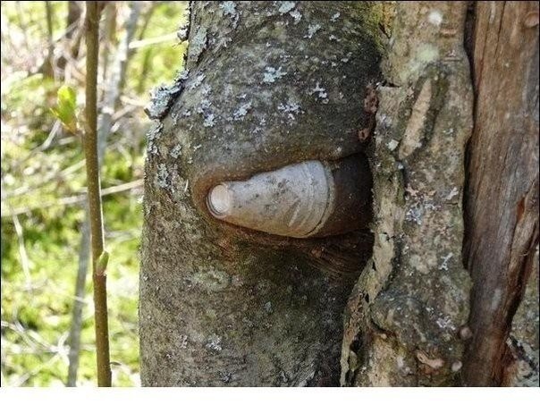 Эхо войны Эхо войны