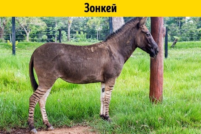 Помеси животных, о существовании которых вы не догадывались