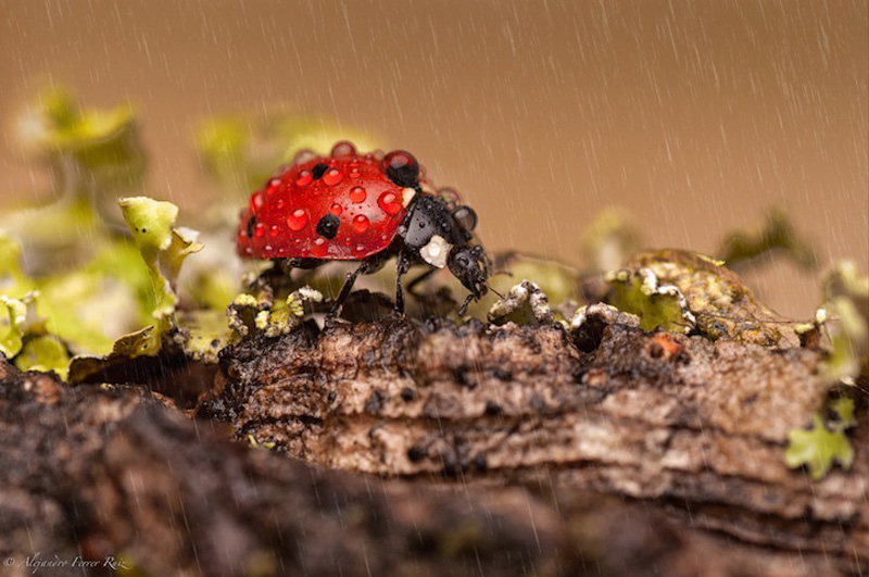 Ladybugs 4     