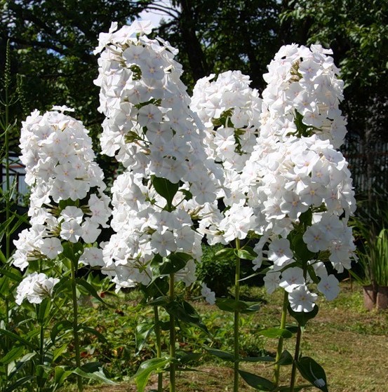 Белые флоксы
