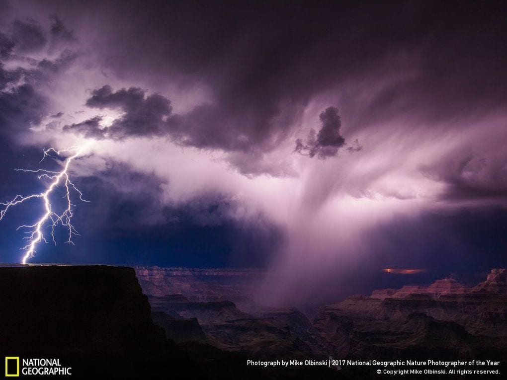 33 fotos, que a revista National Geographic chamou as melhores fotos de vida selvagem de 2017