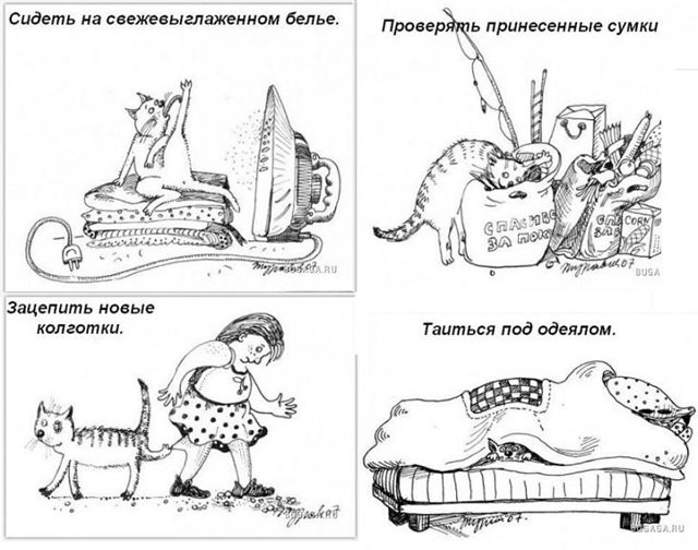 Обязанности кота Обязанности кота дом, кот, обязанности