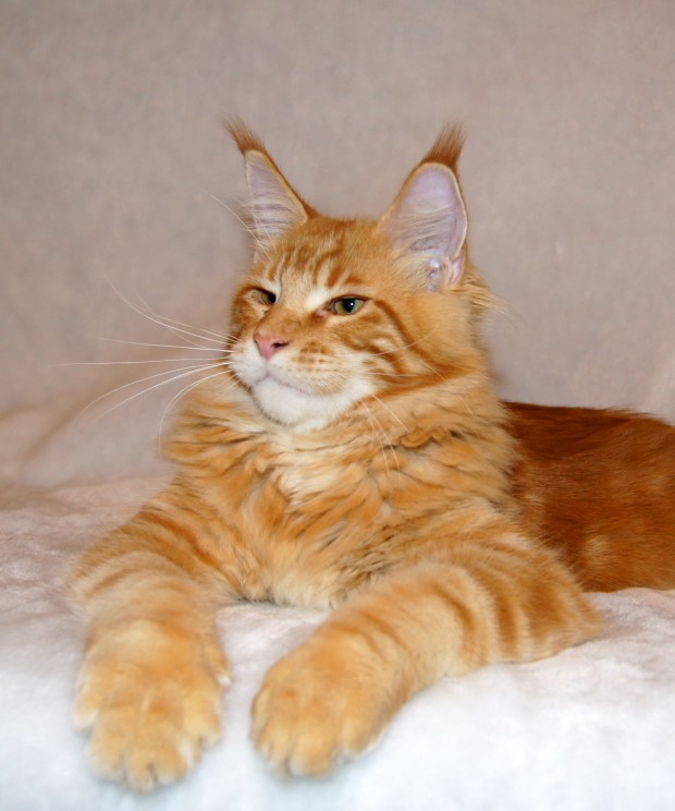 Про кота