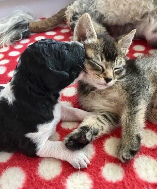 Щенок и котенок лежат Щенок и котенок