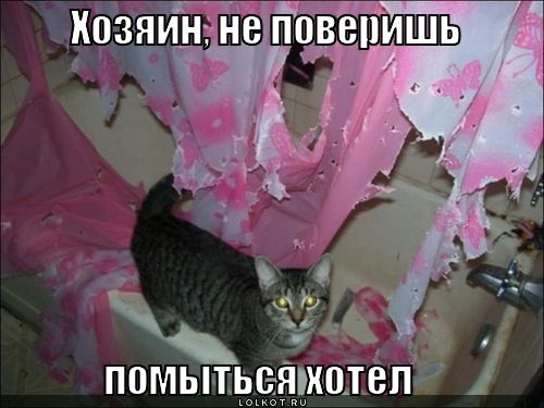 Фото котов с прикольными надписями-2 (лолкот.ру). Обсуждение на ...