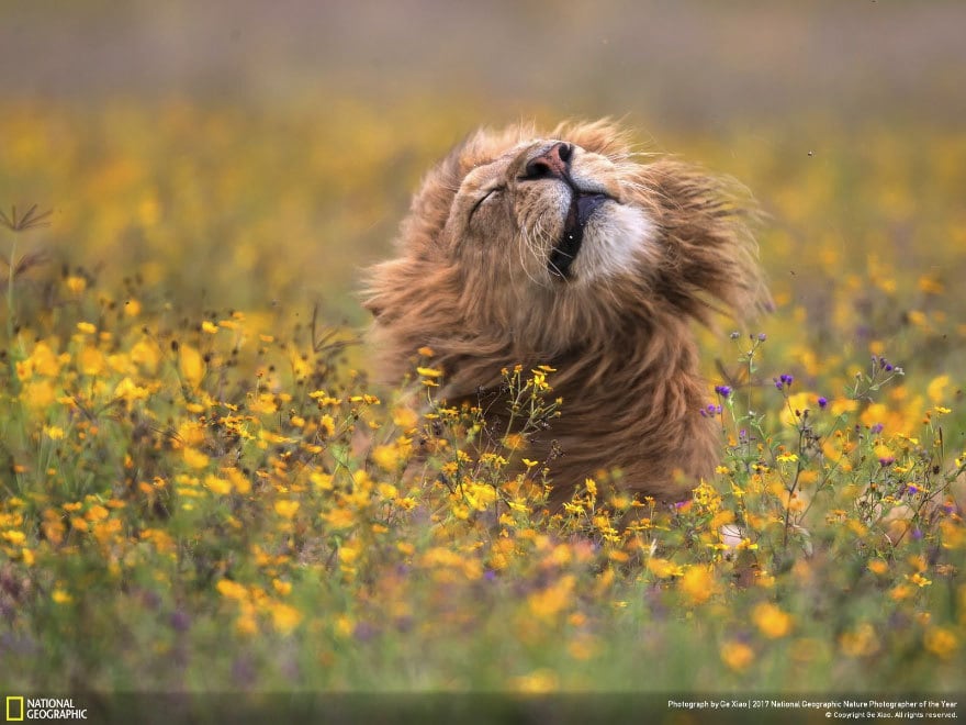 33 fotos, que a revista National Geographic chamou as melhores fotos de vida selvagem de 2017