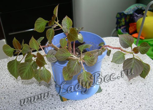 Бальзамин или Импатиенс или Ванька-мокрый (Impatiens)