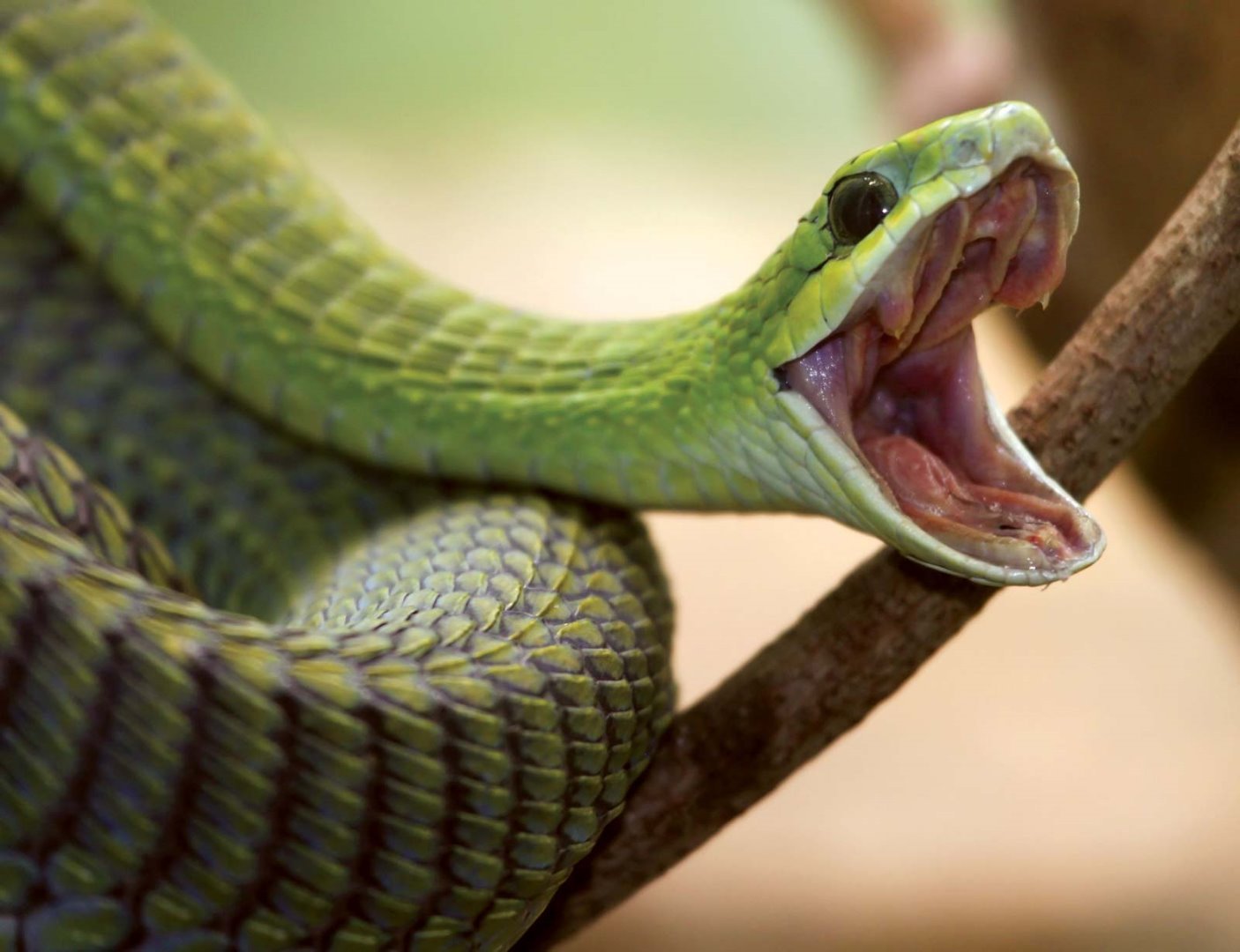 ядовитые змеи картинки с названиями