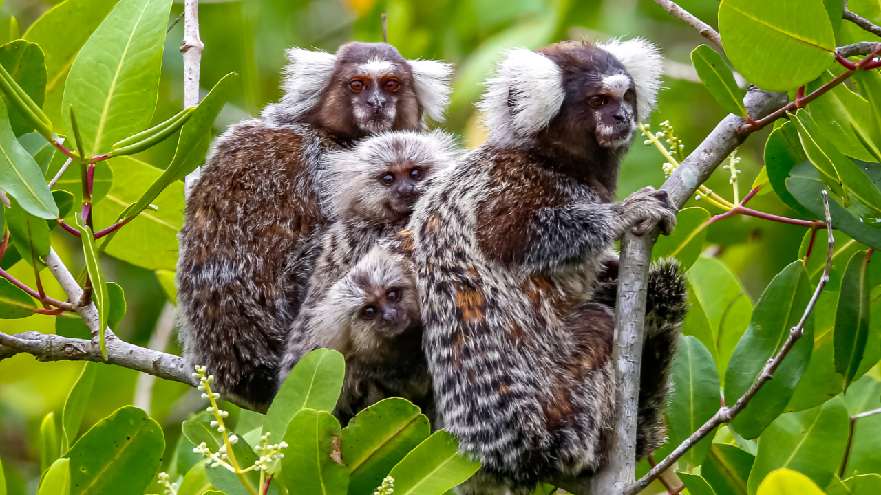 Свои среди своих: как мармозетки научились называть сородичей
