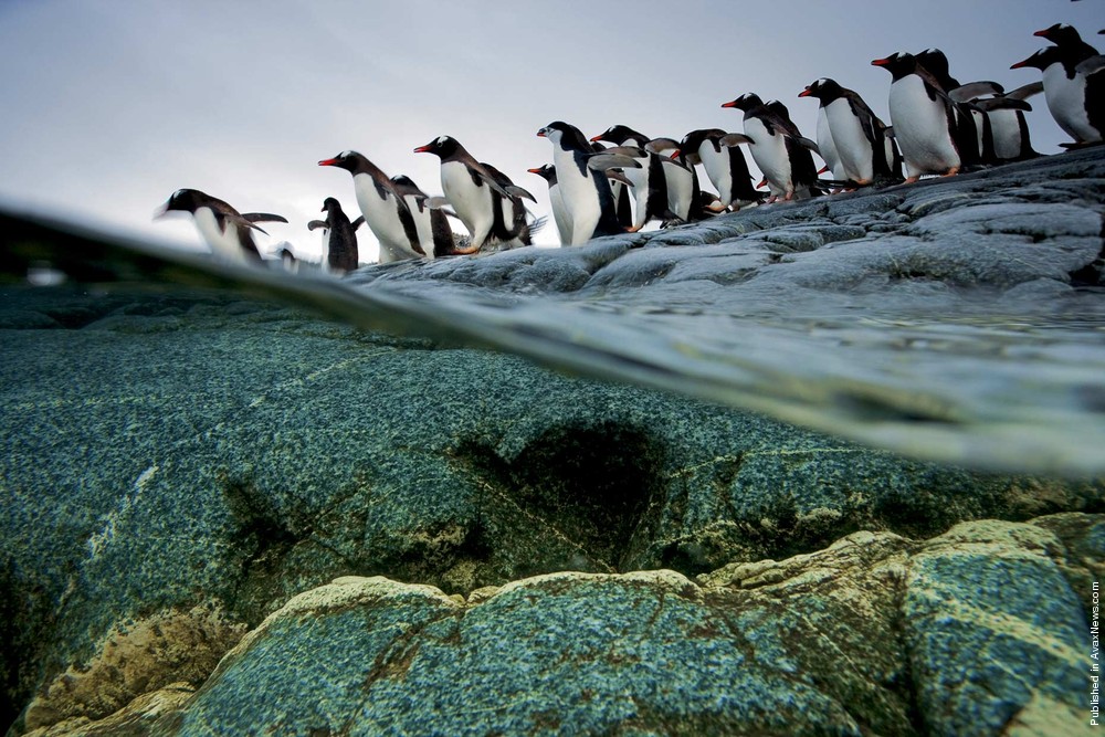 Polar Tales By Paul Nicklen. Part I