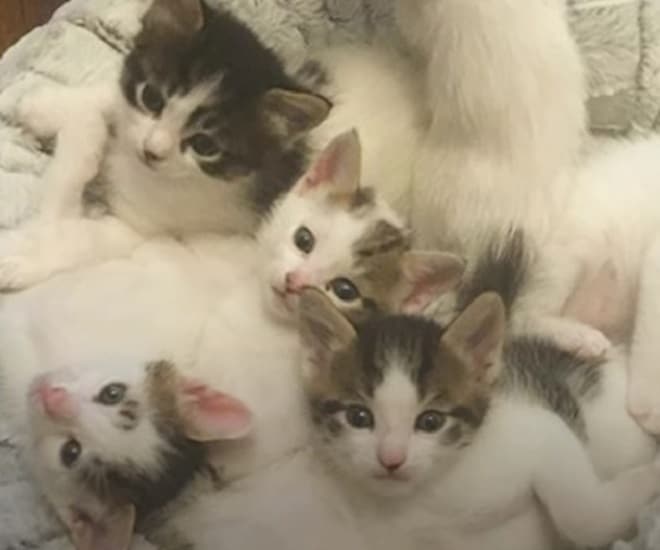 Четыре котенка Котята с мамой
