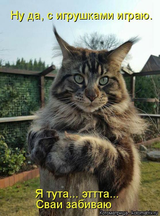 Смешные котоматрицы)) Смешные котоматрицы))