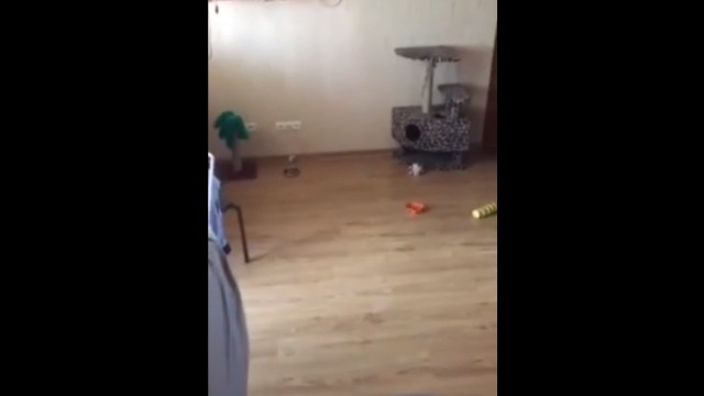 Сходила в магазин... Сходила в магазин...