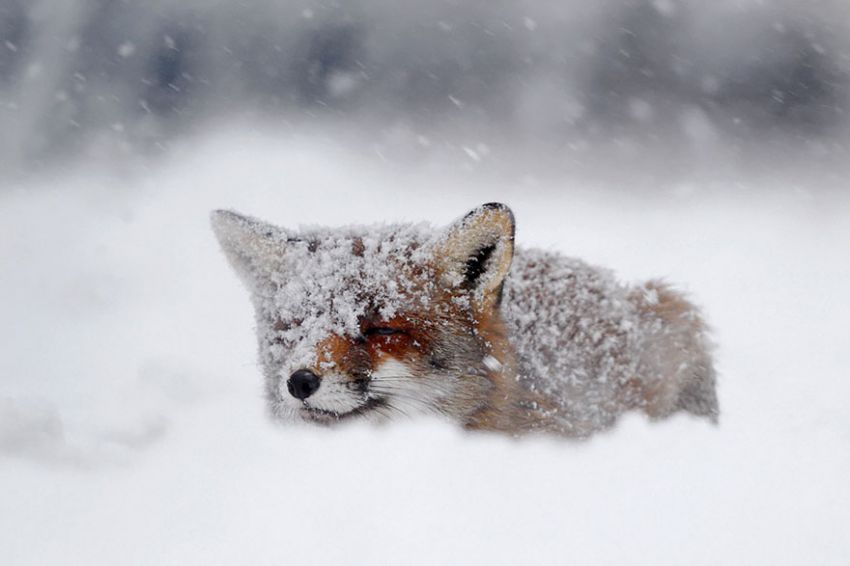 Лисы в дикой природе. Фотографии Roeselien Raimond фото, лисы, природа