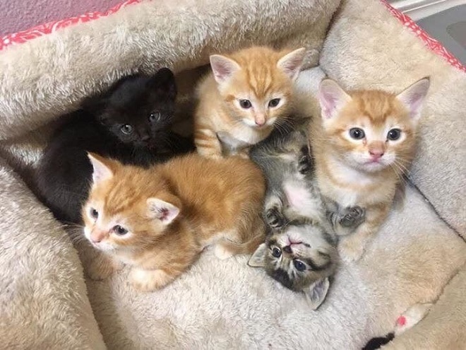 Котята лежат Котята в кроватке