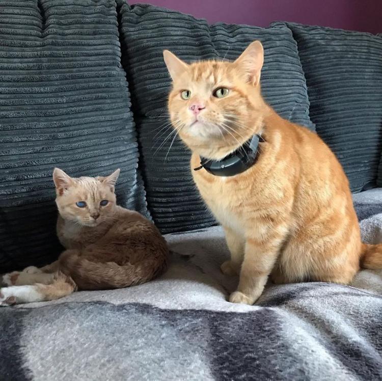 Котенок, который никогда не вырастет: малыш Манчи