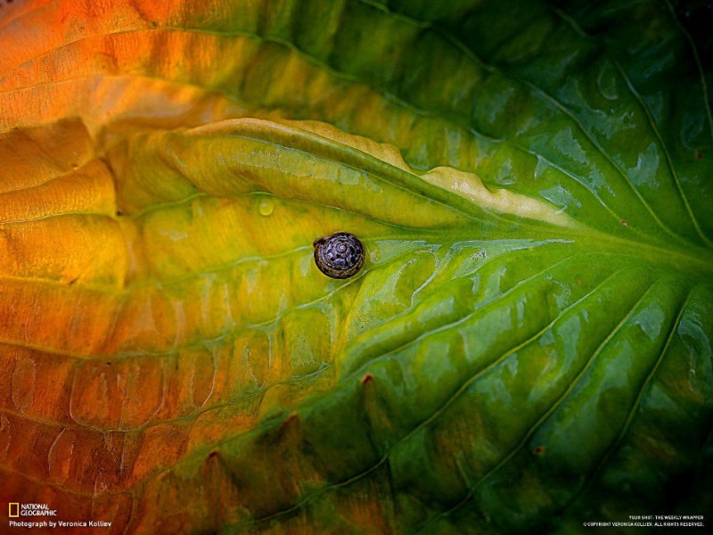 Подборка замечательных фотографий от National Geographic