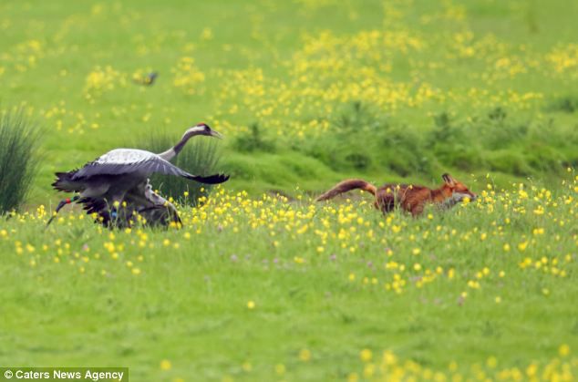 Лиса хотела полакомиться молодыми журавликами животные, события, фото