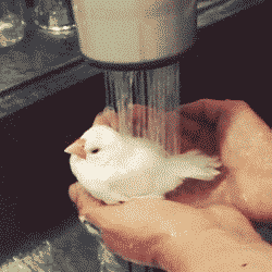 Эта птичка счастлива ванна, вода, домашние питомцы, животные, милота, позитив
