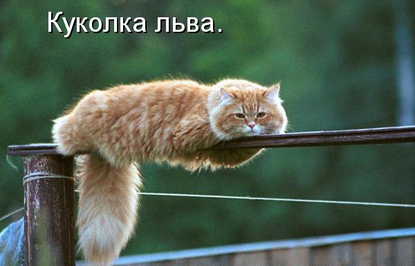 КОТЭ как есть КОТЭ