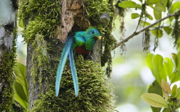    (. Pharomachrus mocinno) (. Resplendent Quetzal)