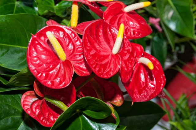 Антириум (Anthurium)