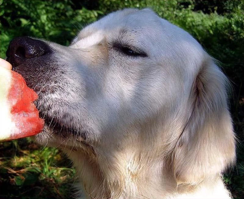 забавные фотографии животных