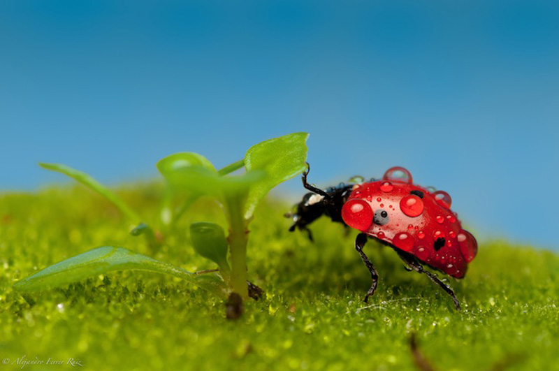 Ladybugs 3     
