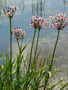 Бычок зонтиковидный