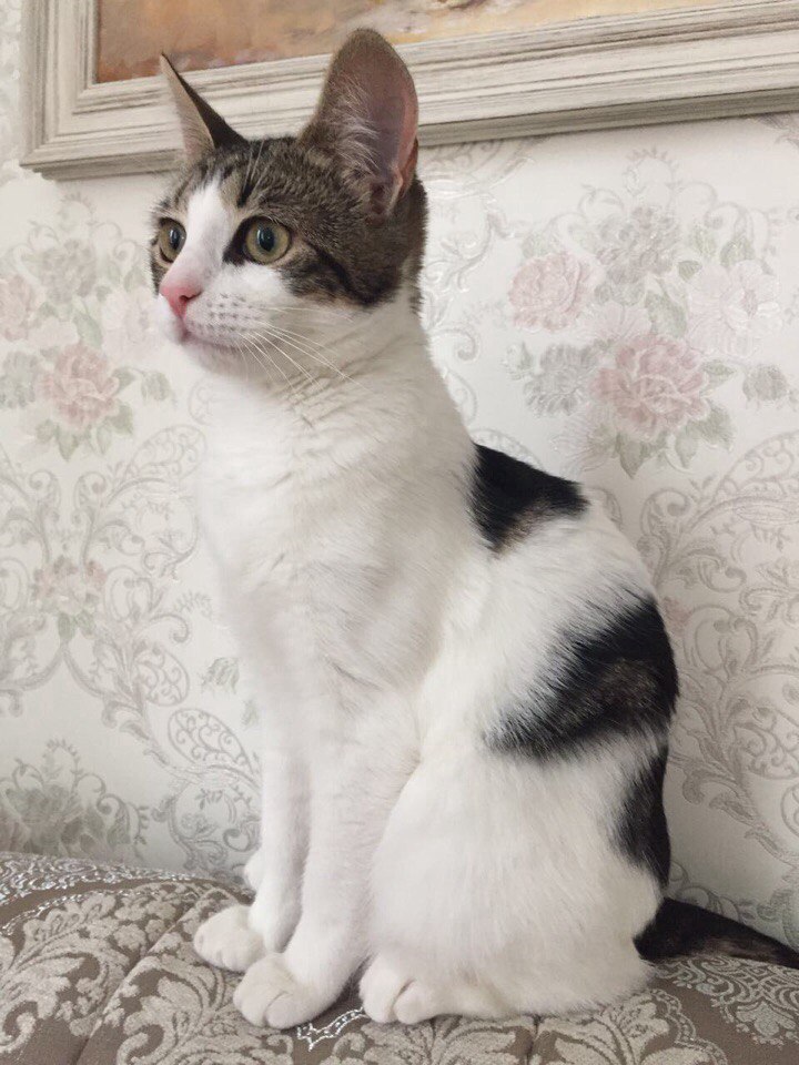 Я-то знаю, ну просто чувствую, что я - кошка необычная! Я-то знаю, ну просто чувствую, что я - кошка необычная!