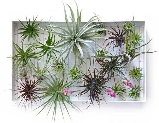 Живая стена из растений от дизайнера