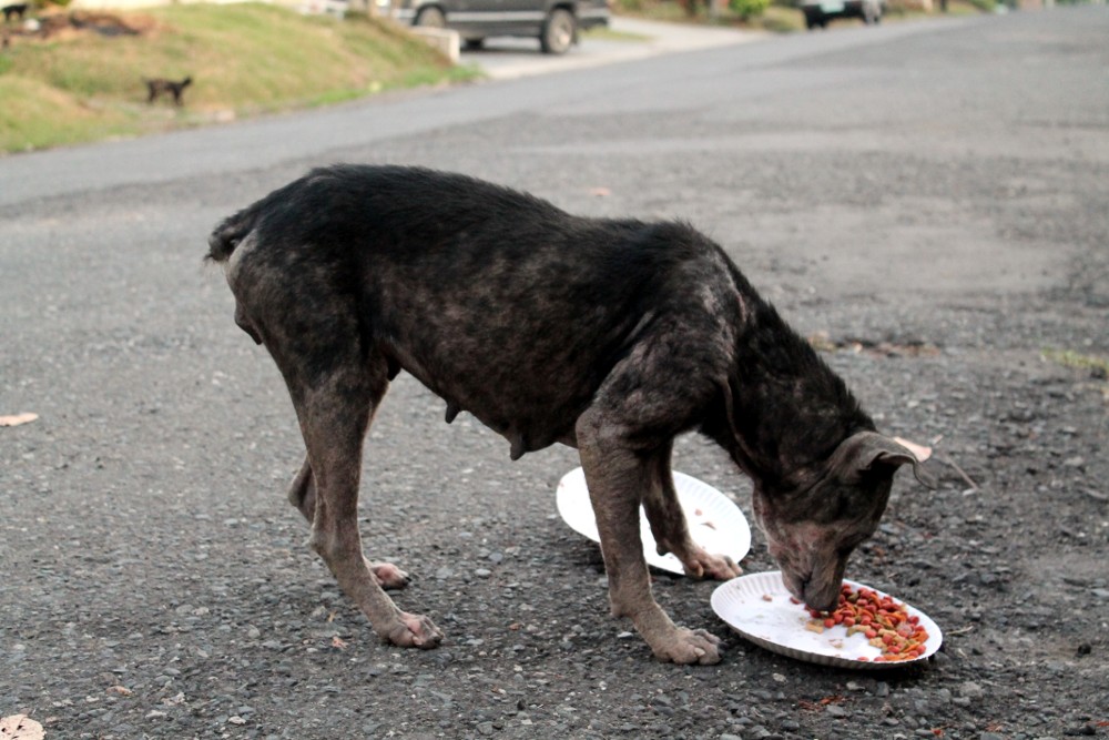 https://cdn.ebs.newsner.com/wp-content/uploads/sites/7/2018/03/doggo1-1.jpg