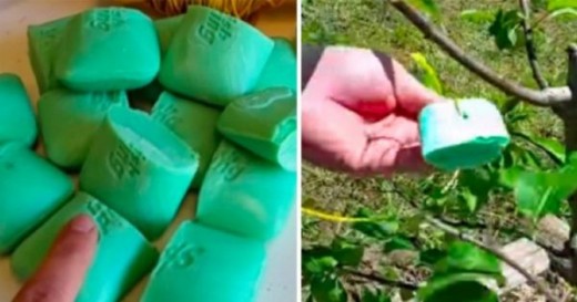 Она завязала мыло в мешочки и подвесила их в саду. Результат порадовал незамедлительно!